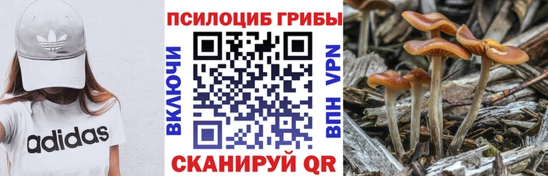 Купить где  Козловка  Галлюциногенные грибы мицелий 